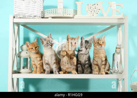 five kittens, 10 weeks old, sitting in a regal Stock Photo