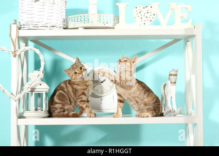 two kittens, 10 weeks old, red tabby classic and red marbled, sitting in a regal Stock Photo