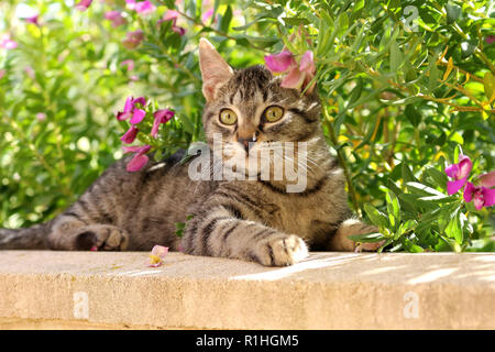 young domestic cat, 4 month old, black tabby, lying on a wall Stock Photo