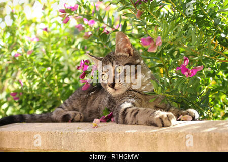 young domestic cat, 4 month old, black tabby, lying on a wall Stock Photo