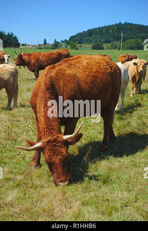 Salers breed cow in his meadow, in Auvergne, Puy-de-Dôme Stock Photo