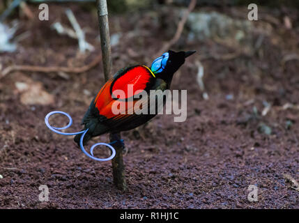 A Male Wilson's Bird Of Paradise (Diphyllodes Respublica) In Courtship ...