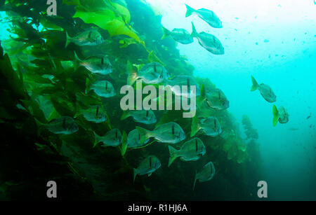 School of California Sargo fish at Santa Cruz Island, California, USA Stock Photo