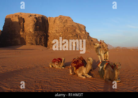 A group of camels resting in the sunrise of Wadi Rum dessert Stock Photo