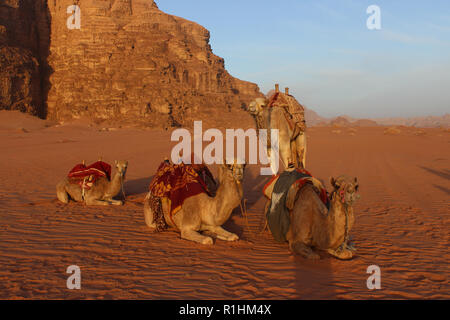 A Group of camels resting in the sun of Wadi Rum dessert, Jordan Stock Photo