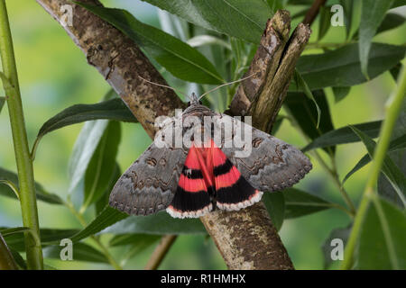 Bruchweidenkarmin, Bruchweiden-Karmin, Bruchweidenkamin, Bruchweiden-Kamin, Catocala pacta, Polish Red. Eulenfalter, Noctuidae, noctuid moths, noctuid Stock Photo