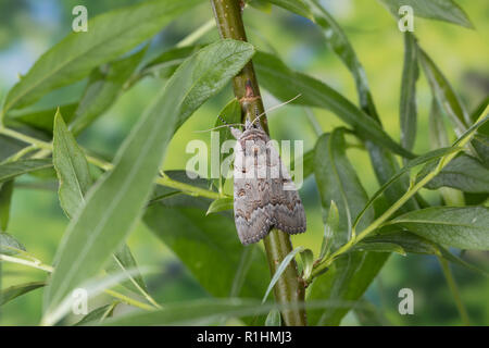 Bruchweidenkarmin, Bruchweiden-Karmin, Bruchweidenkamin, Bruchweiden-Kamin, Catocala pacta, Polish Red. Eulenfalter, Noctuidae, noctuid moths, noctuid Stock Photo