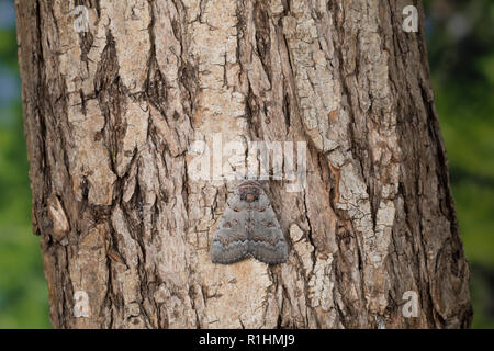 Bruchweidenkarmin, Bruchweiden-Karmin, Bruchweidenkamin, Bruchweiden-Kamin, Catocala pacta, Polish Red. Eulenfalter, Noctuidae, noctuid moths, noctuid Stock Photo