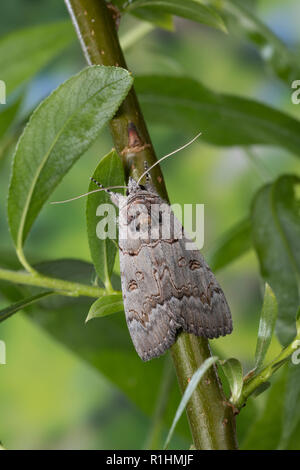 Bruchweidenkarmin, Bruchweiden-Karmin, Bruchweidenkamin, Bruchweiden-Kamin, Catocala pacta, Polish Red. Eulenfalter, Noctuidae, noctuid moths, noctuid Stock Photo