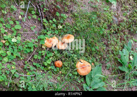 Toadstool grows on a forest floor. Photographed on Elfer Mountain, Stubaital, Tyrol, Austria Stock Photo