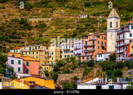 Colorful houses with storied vineyards background in Manarola Village Italy Stock Photo