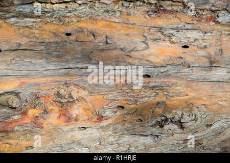 Close up of textured wood of old cedar tree where bark was stripped away Stock Photo