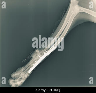 X-ray of a dog's front right leg at a veterinary surgery. Metal fixture and screws can be seen Stock Photo