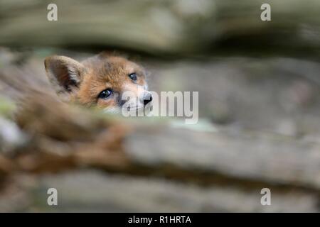 Red fox (Vulpes vulpes) cub peering between branches of a fallen tree in woodland near its earth, near Bath, UK, May. Stock Photo