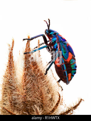 Tectocoris diophthalmus, commonly known as the Hibiscus Harlequin Bug or Cotton Harlequin Bug, is a brightly coloured convex and rounded shield-shaped Stock Photo