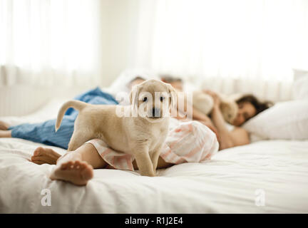 Sleeping couple lies with a small group of puppies. Stock Photo