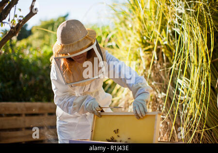 Mid adult woman in bee keeper's clothing lifting up part of a bee hive. Stock Photo