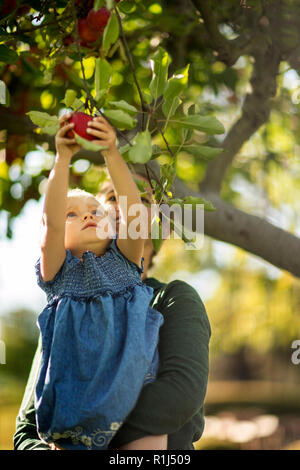 Young girl picking a red apple from a tree. Stock Photo