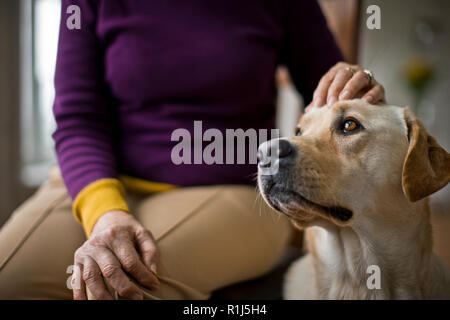Hands of a senior woman petting her dog. Stock Photo