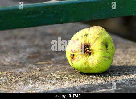 Picture with green damaged apple with wormholes Stock Photo