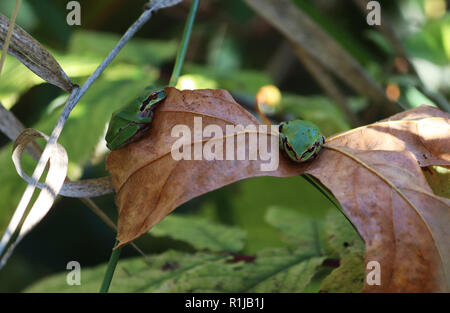 Two green frogs sitting on the same brown leaf Stock Photo