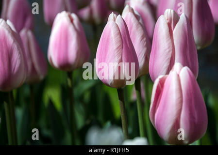 Tulip Darwin Hybrid Salmon Impression in the gardens of Kuekenhof in Holland.  The tulip is named after Charles Darwin (1809-1882), best known for his Stock Photo