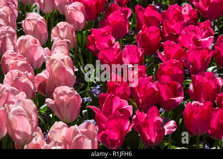 Mystic Van Eijk (pink) and Lady Van Eijk (red) are both Darwin Hybrid Tulips in the gardens of Kuekenhof, Lisse in the south of Holland.   The tulip a Stock Photo