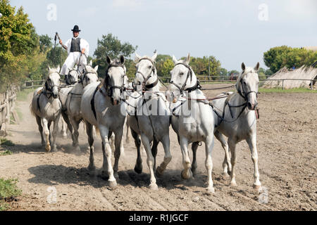 Equestrian show in the Puszta region of Hungary Stock Photo