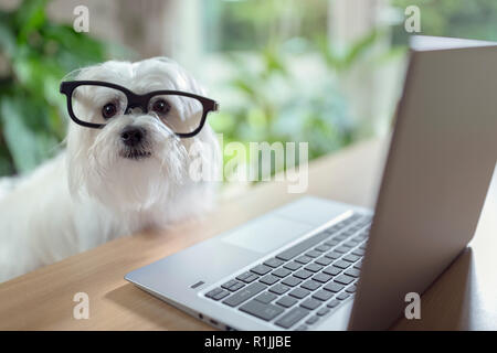 Dog with glasses using laptop computer Stock Photo