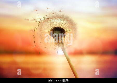 Dandelion silhouette against sunset over the sea with seeds blowing in the wind Stock Photo