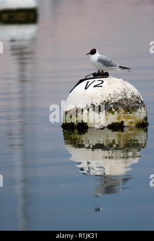 Single black headed gull sitting on a mooring bouy near the shore of the nature reserve in the lower reaches of the Beaulieu River. Stock Photo