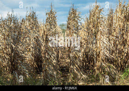 Detail image of a cornfield on an autumn day Stock Photo