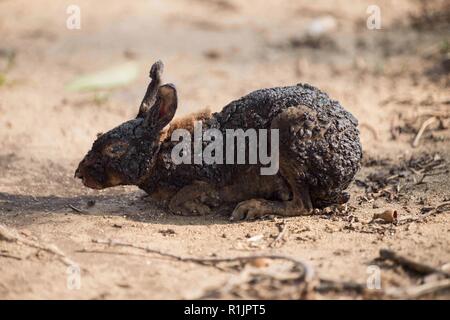 Malibu, California, USA. 12th Nov, 2018. A rabbit suffering from burns struggles to find safety, as the Woolsey Fire continues to burn. Credit: Chris Rusanowsky/ZUMA Wire/Alamy Live News
