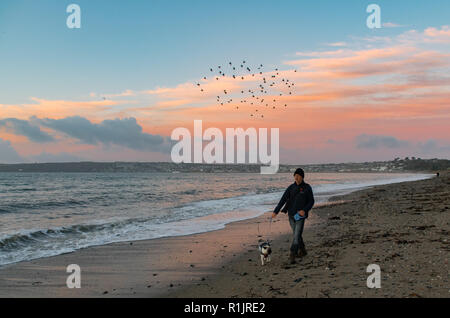 Longrock, Cornwall, UK. 13th November 2018. UK Weather. It was a mild start to the day at sunrise on the beach at Longrock.  A mini murmuration of starlings seen here as the straglers leave the overnight roost at nearby Marazion marsh. Credit: Simon Maycock/Alamy Live News Stock Photo