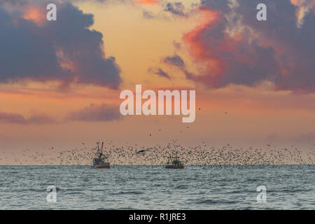 Longrock, Cornwall, UK. 13th November 2018. UK Weather. Two fishing boats from Newlyn at sunrise sharing their catch with a mass of seagulls. Credit: Simon Maycock/Alamy Live News Stock Photo