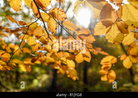 Mighty oak sherwood hi-res stock photography and images - Alamy