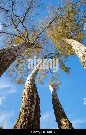 Kidderminster, UK. 13th November, 2018. UK weather: there are beautiful blue skies across Worcestershire today with many people walking in the park and looking up at the trees to enjoy the autumn colours on display. Credit: Lee Hudson/Alamy Live News Stock Photo