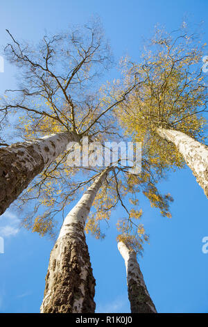 Kidderminster, UK. 13th November, 2018. UK weather: there are beautiful blue skies across Worcestershire today with many people walking in the park and looking up to enjoy the fabulous autumn colours on display. Credit: Lee Hudson/Alamy Live News Stock Photo