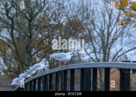 Victoria Park, Belfast, Northern Ireland. 13 November 2018. UK weather - a grey end to the day in Belfast Northern Ireland. Rain is on the way although the temperature will be mild. Gulls sitting on a bridge in Victoria Park. Credit: David Hunter/Alamy Live News. Stock Photo