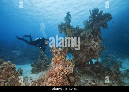 Red Sea, Abu Dabab, Marsa Alam, Egypt, Africa. 1st Aug, 2018. Female scuba diver look at on Coral pillar Credit: Andrey Nekrasov/ZUMA Wire/Alamy Live News Stock Photo