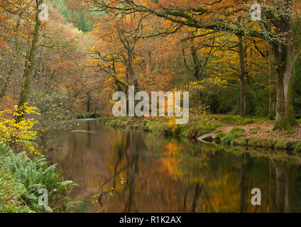 Teign Gorge,13th November 2018.  UK Weather:  Beautiful autumnal colours along the banks of the River Teign.  The golden tones of the foliage are reflected in the river on a bright and warm autumnal  day.  Credit: Celia McMahon/Alamy Live News. Stock Photo