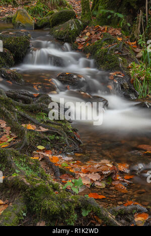 Teign Gorge, Devon, 13th November 2018.  UK Weather:  Fallen leaves are washed down the River Teign following gales and torrential downpours over the last few days. Warmer conditions are forecast for this week before temperatures drop. Credit: Celia McMahon/Alamy Live News Stock Photo