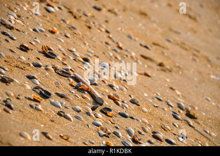 Small sea shells on yellow sand beach. Stock Photo