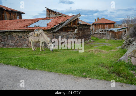 A grey donkey is eating grass near the house Stock Photo