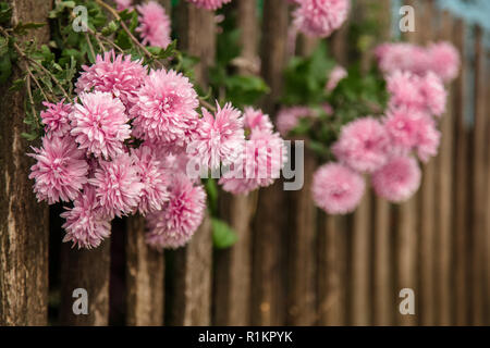 Autumn flowers in the garden, beautiful chrysanthemums. Gardening. Floral background Stock Photo