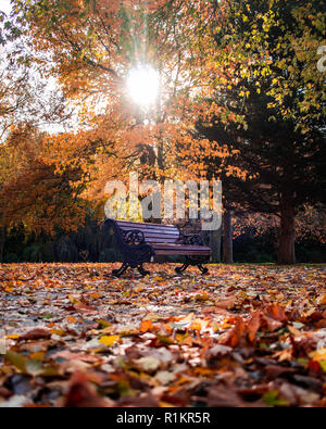 A single wooden bench in a park with brown autumn leaves covering the floor Stock Photo