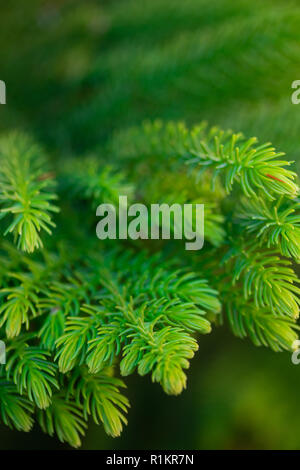 Background of branches of a lively fluffy Christmas tree Stock Photo