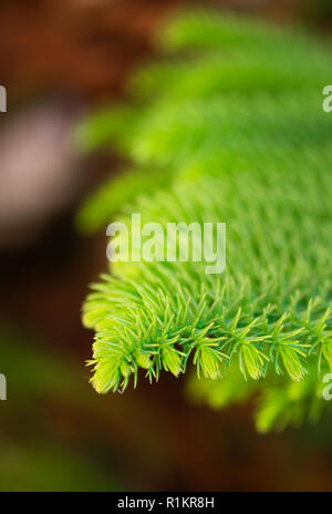 Background of branches of a lively fluffy Christmas tree Stock Photo