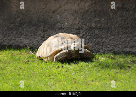 A beautiful African spurred tortoise in grass in hot day on walking aroung his house. A big tortoise relaxing in the middle of meadow. Stock Photo