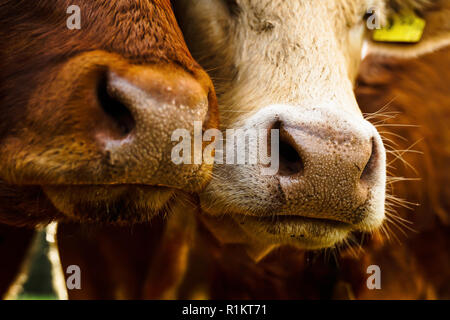 Close up of mouths and noses of 2 cows. Red cows are curiously sniffing for the camera. In the close up you can see the tactile hair on the mouth.